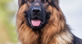 Max: The Heroic Guardian
