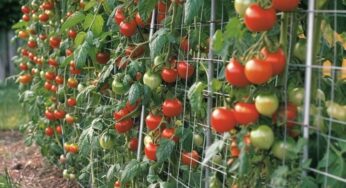 Get a big harvest 9 tomato staking and support ideas