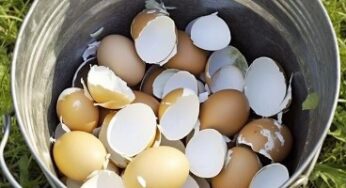 12+ Brilliant Uses of Eggshells Around the Home and Garden