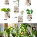 7 Herbs That Can Grow in Water: Perfect for Indoor or Small-Space Gardening