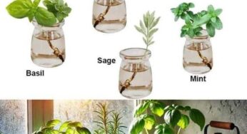 7 Herbs That Can Grow in Water: Perfect for Indoor or Small-Space Gardening