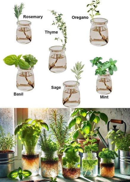 7 Herbs That Can Grow in Water: Perfect for Indoor or Small-Space Gardening