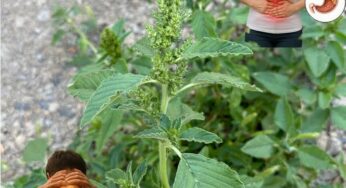 21 Reasons to Grow Pigweed in Your Garden