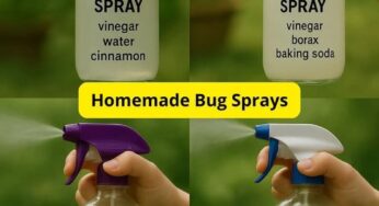 Homemade Bug Sprays: Natural Solutions to Keep Pests Away
