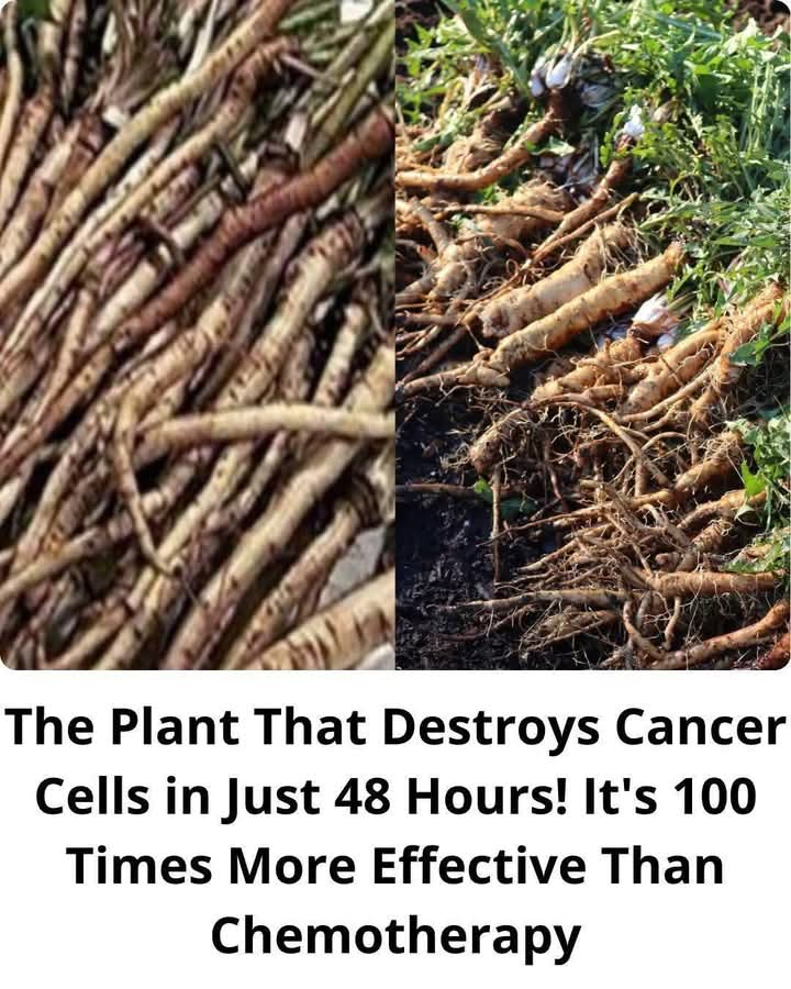The Plant That Destroys Cancer Cells in Just 48 Hours! It’s 100 Times More Effective Than Chemotherapy?
