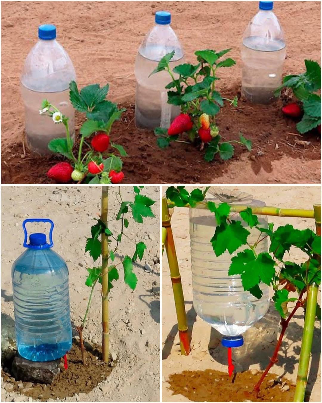 How to Water Plants for a Month at No Cost  The Farmer’s Bottle Irrigation Method