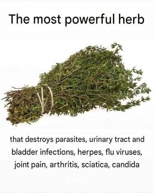The Miracle Herb Oregano Oil’s Power Against Infections and Viruses