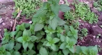 Stay Young Naturally: The Power of Nettle Tea