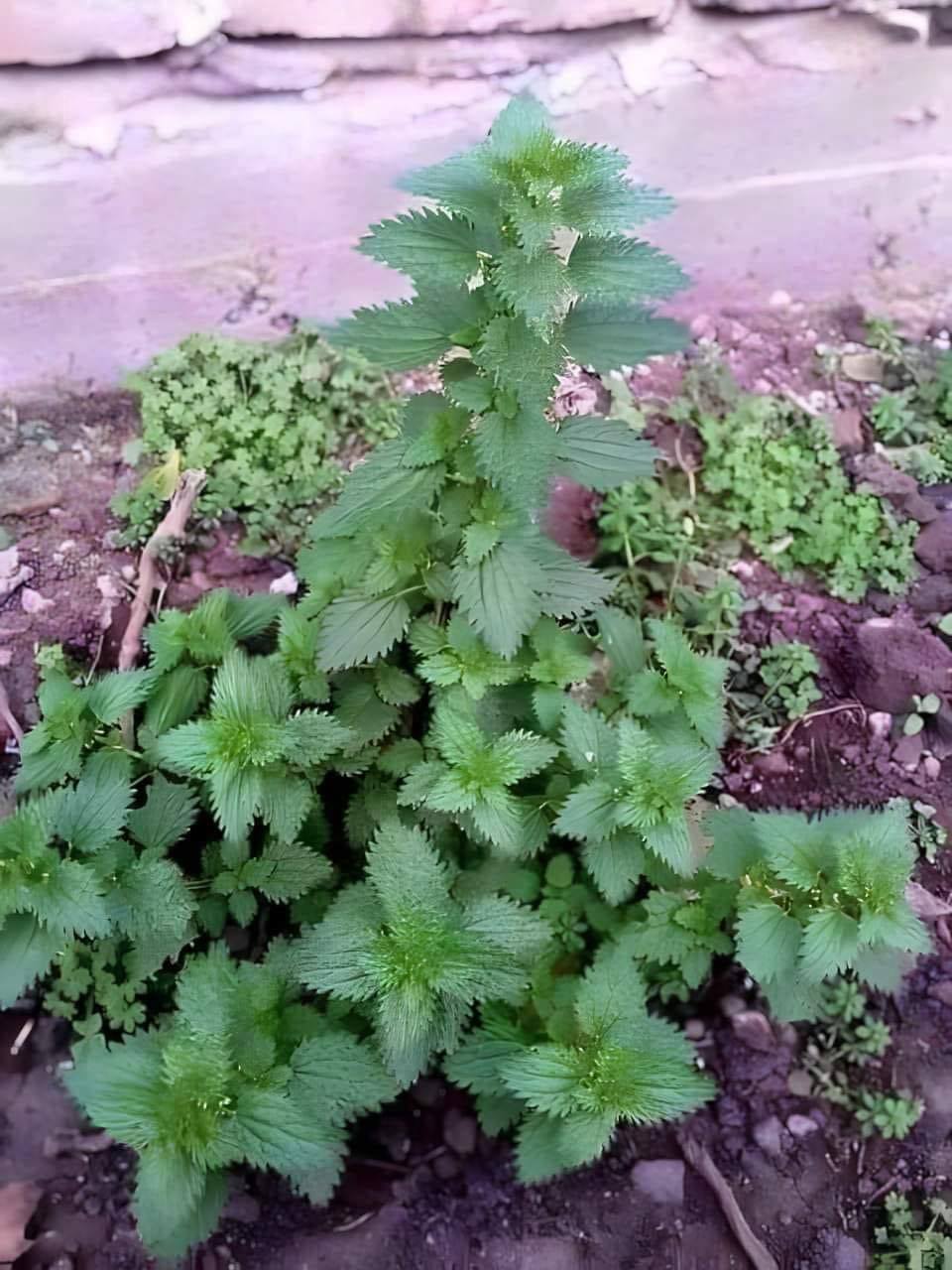 Stay Young Naturally: The Power of Nettle Tea