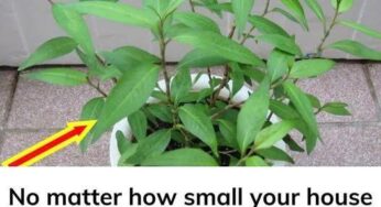 No matter how small your house is, you must grow this plant in your house.