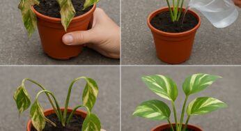 It Seems Almost Impossible, But It’s All True: Resurrect Your Dead Plants