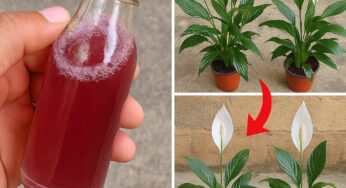 Peace Lily: Only With This Ingredient It Blooms for Up to 10 Years in a Row