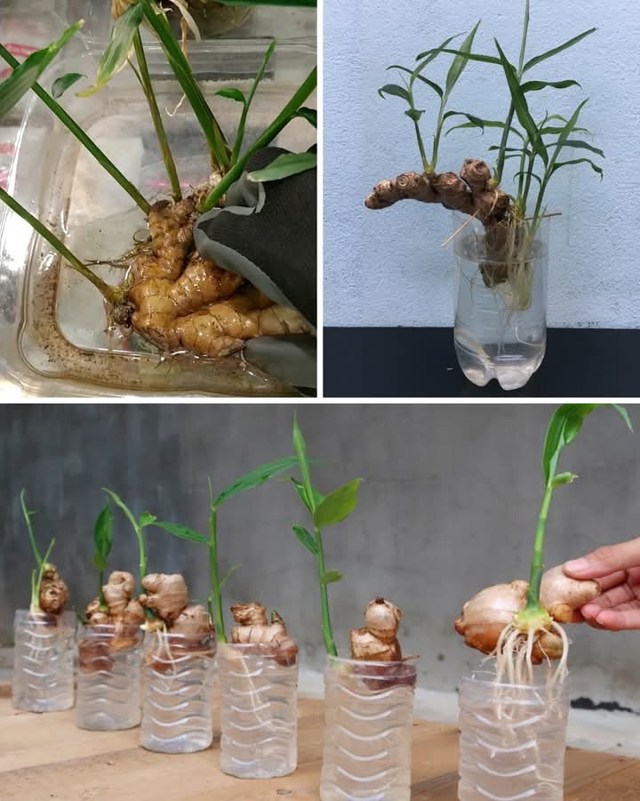 How to Grow Ginger in Water: A Beginner’s Guide
