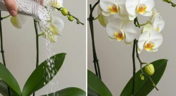 Cost-Effective Orchid Care: Tips for Thriving Blooms