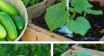 Milk-Fed Cucumbers: The Organic Secret to Juicy, Vibrant Harvests