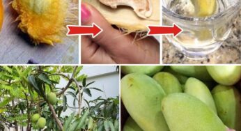 Grow Your Own Mango Tree from Seed A Complete Guide