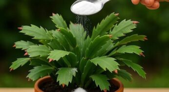 Makes Any Plant Bloom Quickly (I Never Thought It Would Be This Fast)
