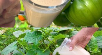The Yeast Hack That Makes Tomatoes, Peppers & Cucumbers Grow Like Crazy