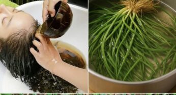 Traditional Herbal Hair Treatment Recipe Using Wild Herbs