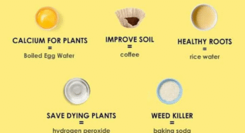 15 Garden Hacks for an Instant Green Thumb