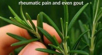 The Healing Power of Rosemary: Nature’s Answer to Pain Relief