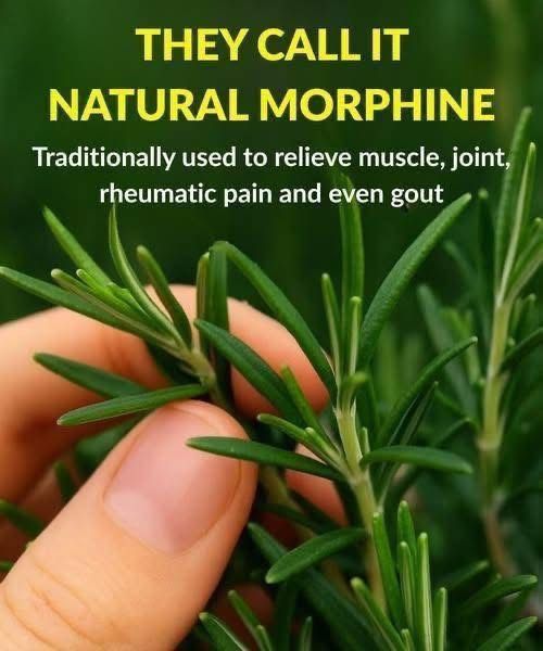 The Healing Power of Rosemary: Nature’s Answer to Pain Relief