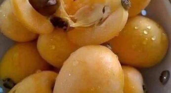 Health Benefits of Loquat Fruit