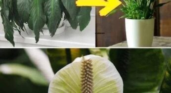1 Tablespoon Straight Into the Pot and My Poor Plant Has Blossomed Wonderfully Again: Here’s the Trick That Saved It