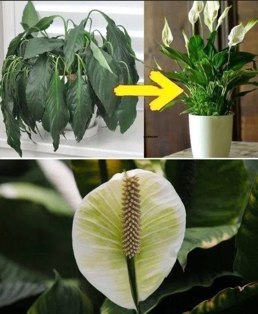 1 Tablespoon Straight Into the Pot and My Poor Plant Has Blossomed Wonderfully Again: Here’s the Trick That Saved It