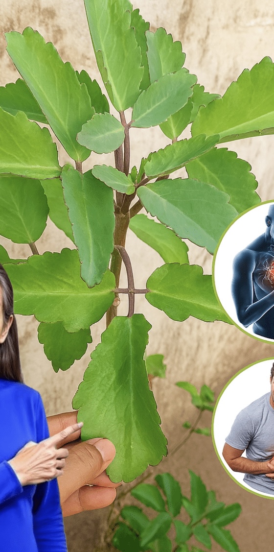 Bryophyllum Calycinum: The Miracle Leaf That Transforms Your Health and Wellness