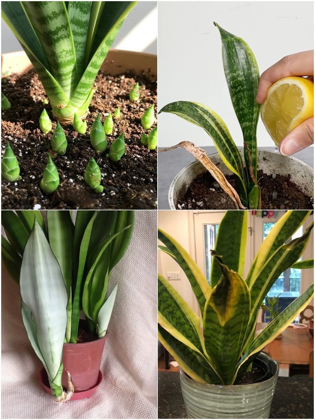 How to Fertilize a Snake Plant Without Killing It