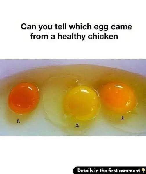 Can You Tell Which Egg Came from a Healthy Chicken?