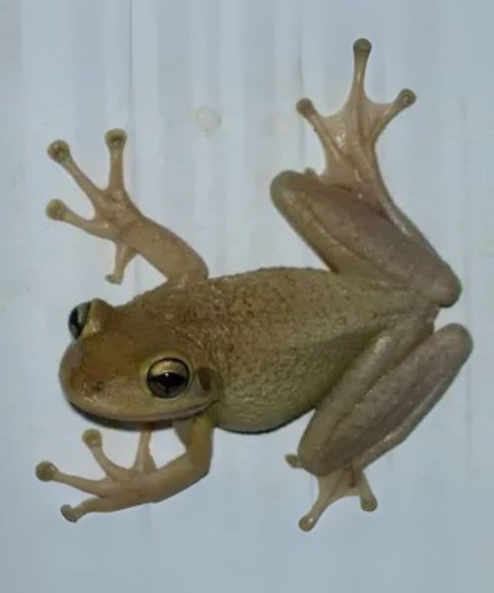 Did You Know That When a Frog Visits Your House, It Means You Have