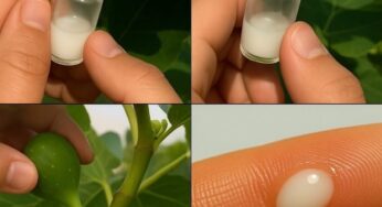 You may know the sweet, honey-like flavor of ripe figs