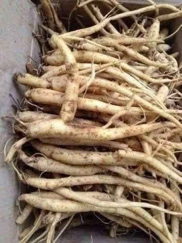 The Powerful Plant That May Support Cancer Treatment: A Closer Look at Greater Burdock Root