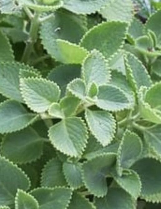 Discover This Hidden Garden Gem: The Leaf That Solves 15 Health Problems Naturally