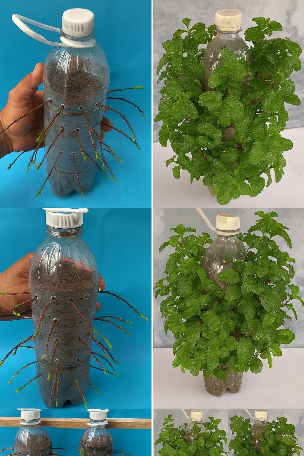 How to Grow Mint in Plastic Bottles A Brilliant DIY Vertical Gardening Idea