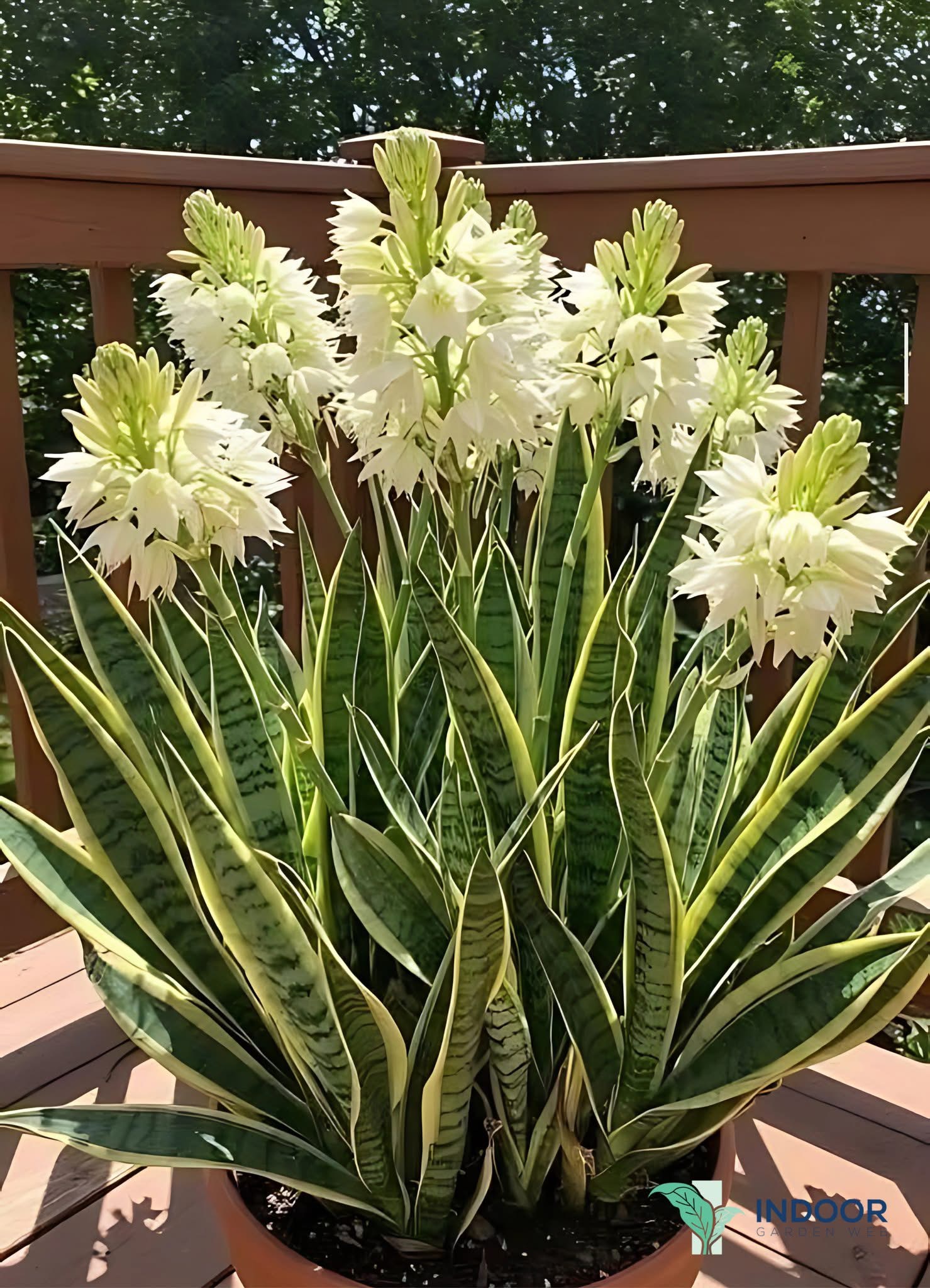 How to Get Your Snake Plant to Bloom: Secrets to Unlocking Those Rare Flowers