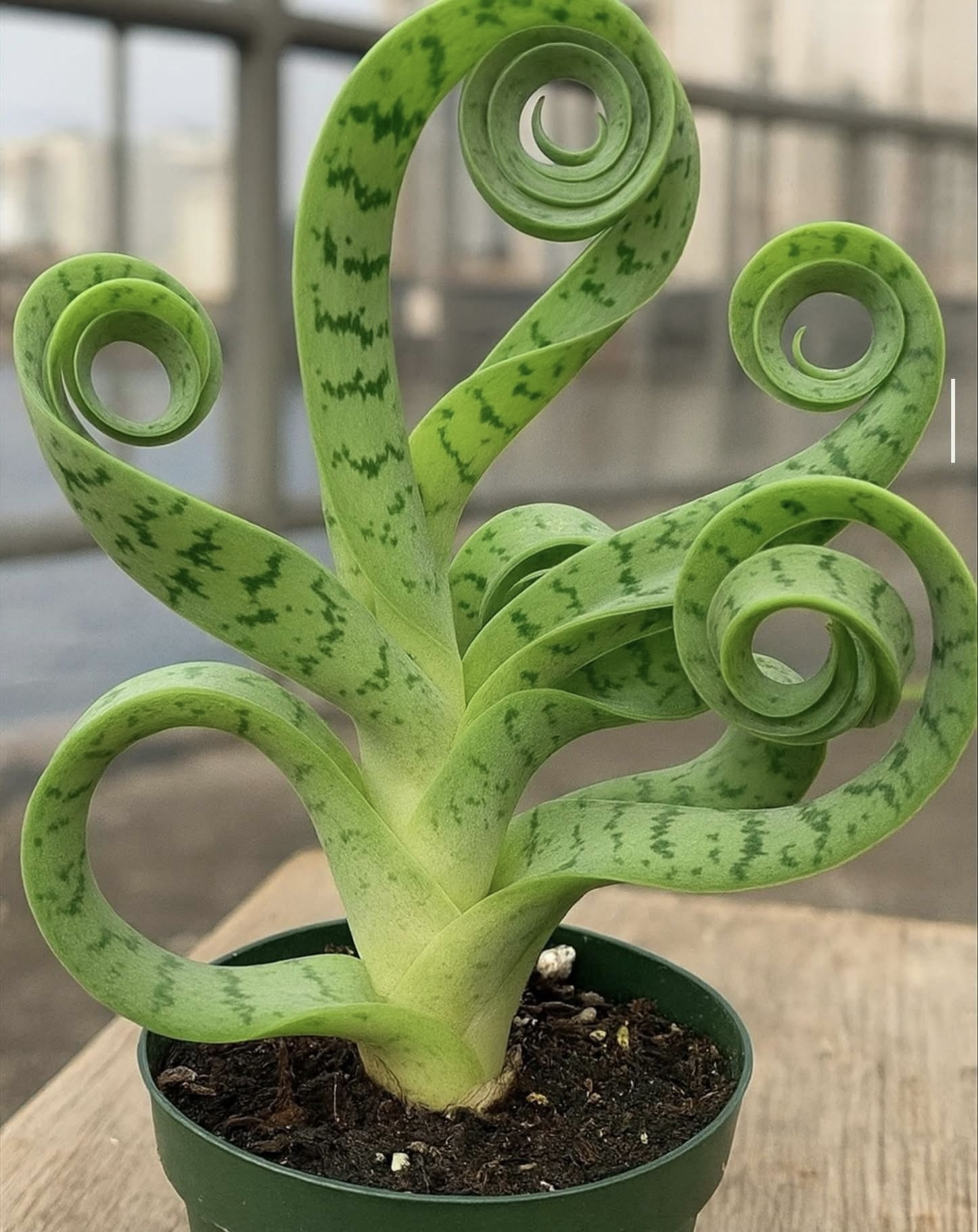 How to Make a Snake Plant Grow in a Spiral or Circle Shape