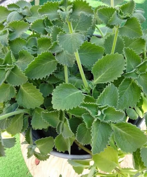 Indian Borage