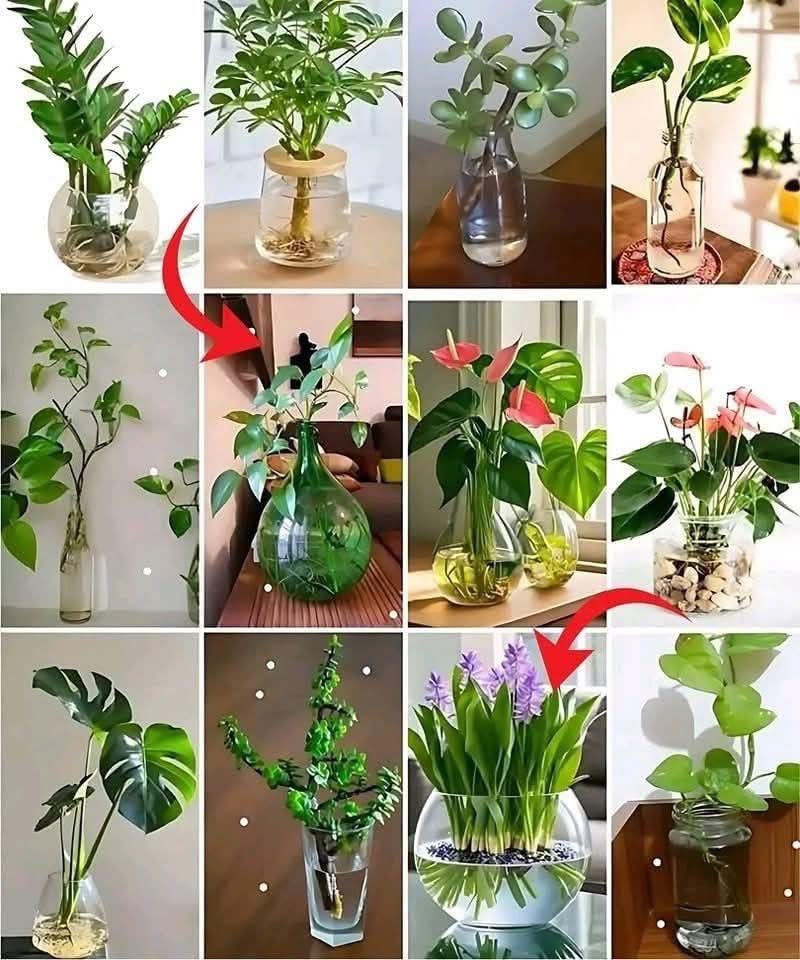 Discover Some of the Excellent Indoor Plants that Grow Faster in Water and Create an Attractive Hydroponic Display in Your Home