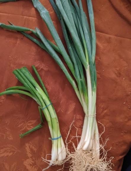 The distinction between chives, spring onions, scallions, and green onions