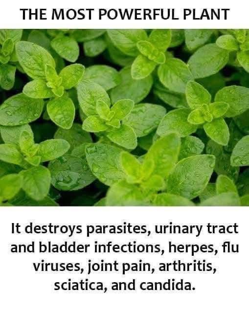 Oregano Immunity Elixir