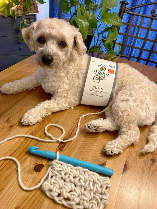 The  Yarn Bee  Dog When Craft Meets Cuteness
