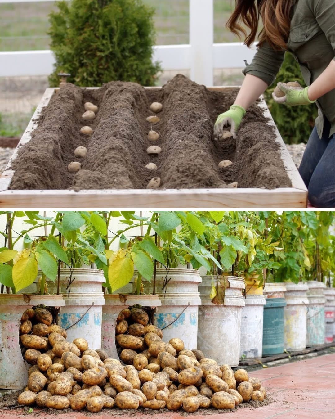 Stop Buying Potatoes Grow an Endless Supply Right at Home