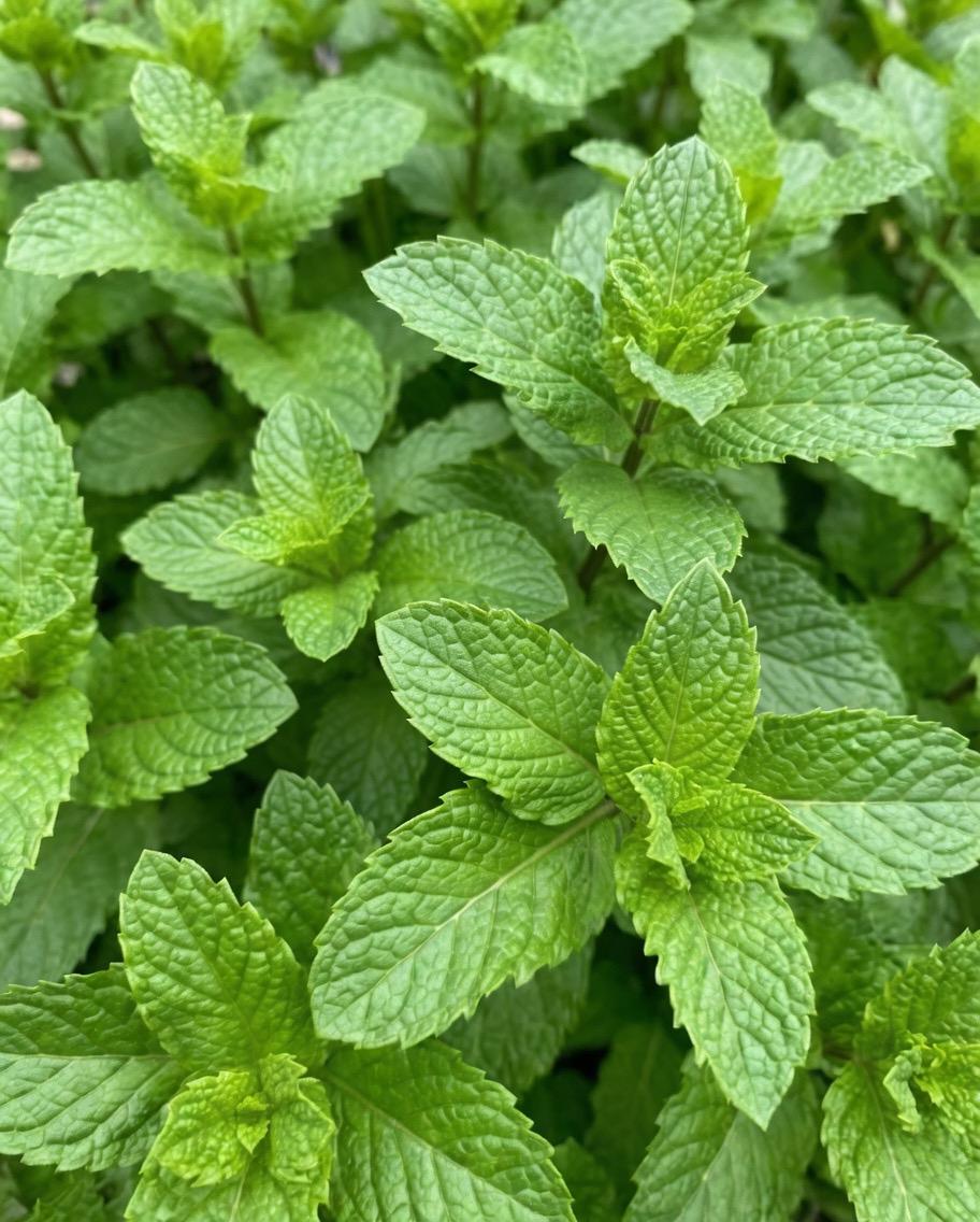 Peppermint juice with lemon: benefits, medicinal uses and how to prepare it correctly