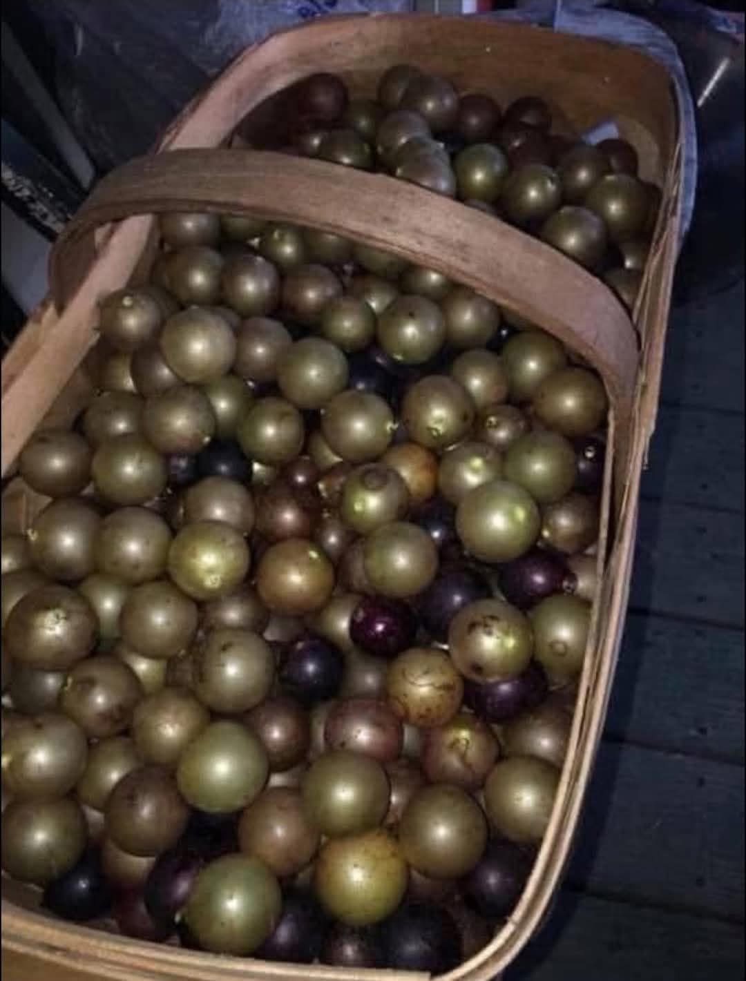 Since yall know everything what are these called