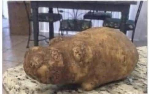 Do You See a Cat or a Rabbit? This Optical Illusion Is Confusing Everyone