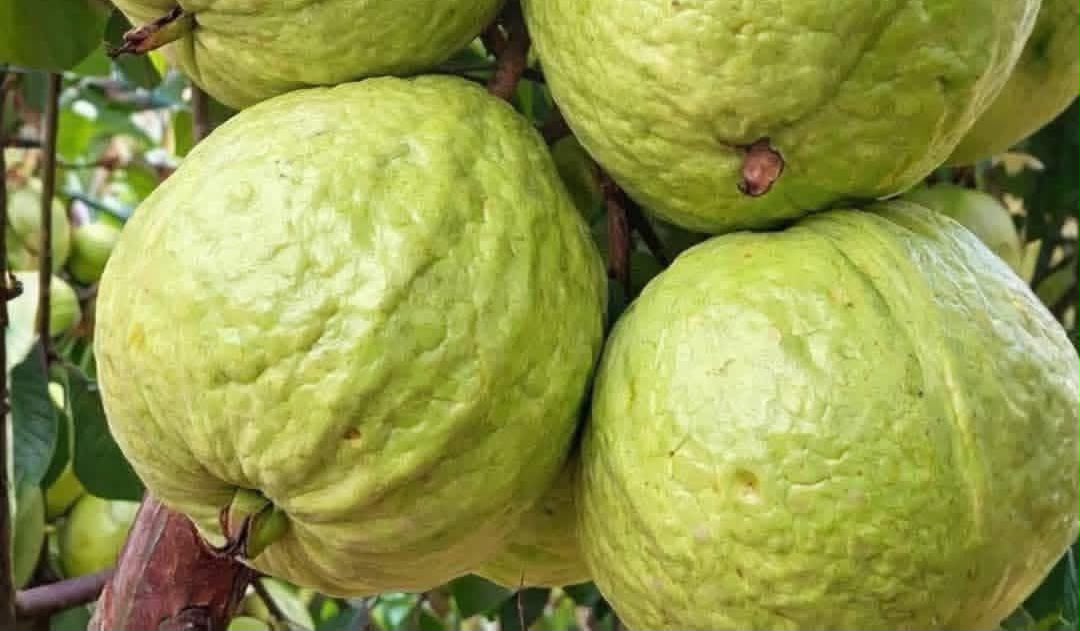 Guava Fruit Benefits: A Natural Boost for Blood Sugar Balance and Hair Growth