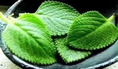 Oregano Tea and Its Potential Benefits: Separating Facts from Fiction
